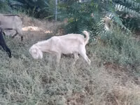 عنزة, Nubian Goat — الصورة 3