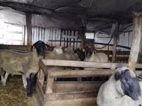 Widder, Ile-de-France sheep — Foto 8