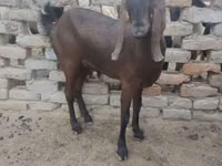 Ziege, Najdi goat — Foto 1