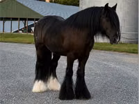 Адуу, Gypsy horse — 7 зураг