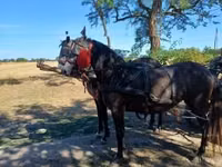 Yegua, Caballos — foto 2