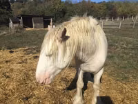 حصان, Gypsy horse — الصورة 5