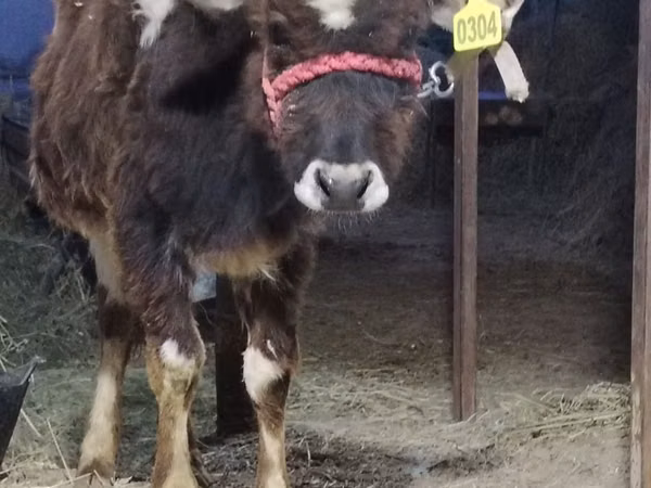 Cattle (batch, sex not specified), Cattle