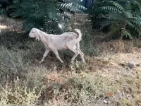 عنزة, Nubian Goat — الصورة 1