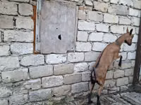 बकरी, Italian Alpine goat — फ़ोटो 3