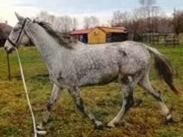 Horse (M), Oldenburg horse