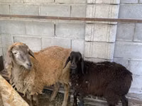 Ram, Small-tailed Han sheep — photo 3