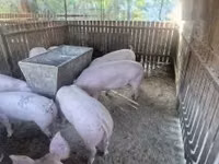 Säue, Schweine — Foto 3
