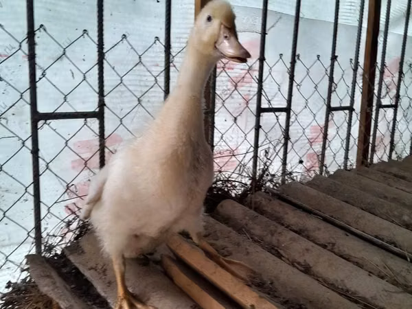 American Pekin