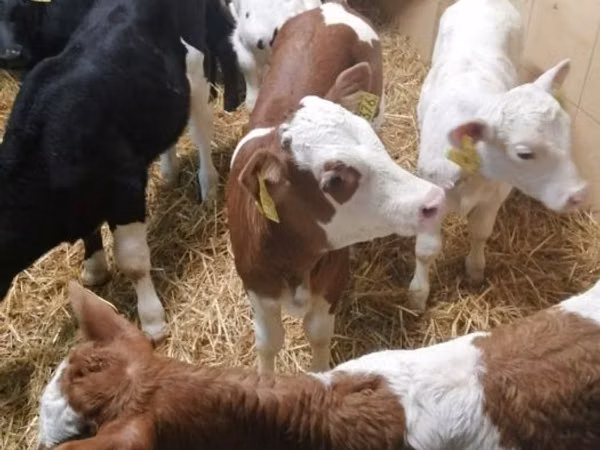 Rinder (Partie, Geschlecht nicht angegeben), Simmental cattle