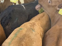 Rinder (Partie, Geschlecht nicht angegeben), Simmental cattle — Foto 7