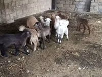 公羊, Sheep — 照片 4