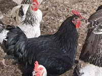 Turkeys — الصورة 6