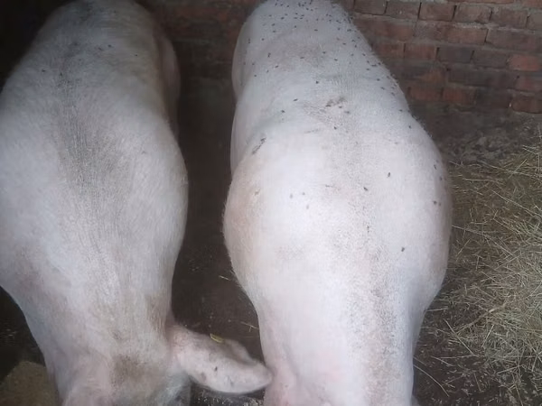 Sow, Pigs