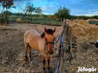 घोड़ा, Welsh Cob — फ़ोटो 3