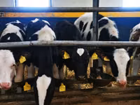 Kuh, Holstein-Rasse — Foto 6