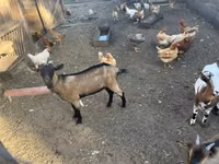 बकरा, Nigerian dwarf goats — फ़ोटो 3