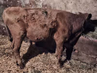 ثور, Simmental cattle — الصورة 5