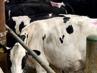 Cow, Holstein breed — photo 7