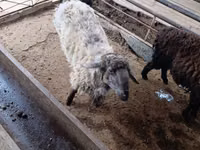 Ram, Sheep — photo 1