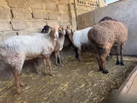 Sheep, Sheep — photo 1