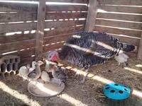 Turkeys — फ़ोटो 2