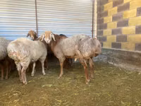 Widder, Rhon sheep — Foto 2