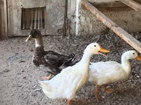Ducks — 照片 3