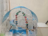 Erkey ve dişi — foto 3