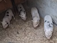 Boar — photo 2