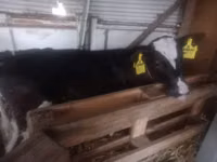 母牛, Holstein breed — 照片 1
