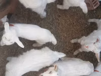 बकरा, Saanen goat — फ़ोटो 2