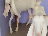 बकरी, Gulabi goats — फ़ोटो 3