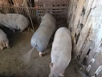 नर सूअर — फ़ोटो 3
