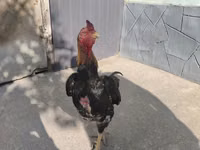 دجاج شمو — الصورة 2