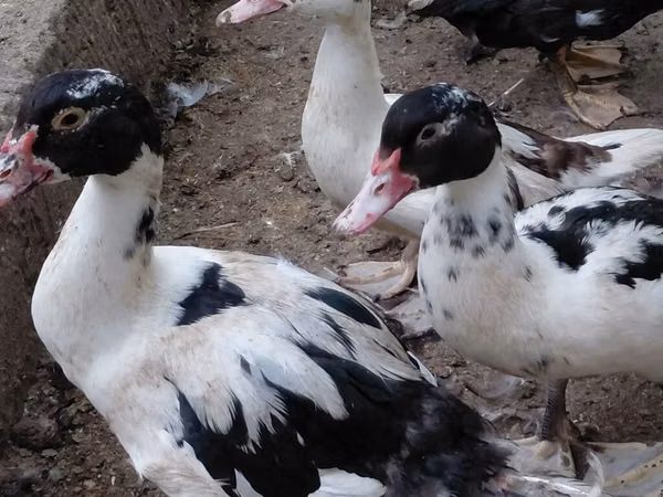 Ducks