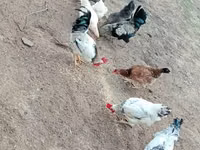 Chickens — 3 зураг
