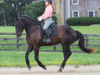 公马, Percheron — 照片 6