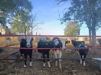 Cow, Russian Black pied cattle — photo 3