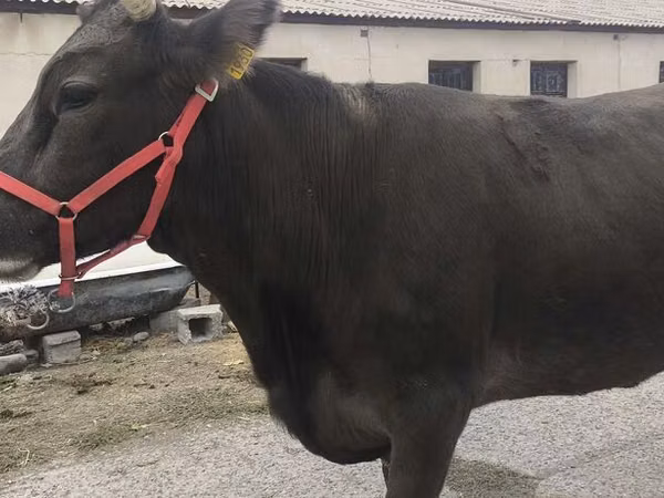 母牛, Alatau breed
