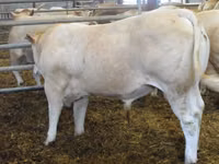 Bull, Blonde d’Aquitane cattle — photo 2