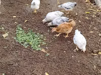 Chickens — 照片 1