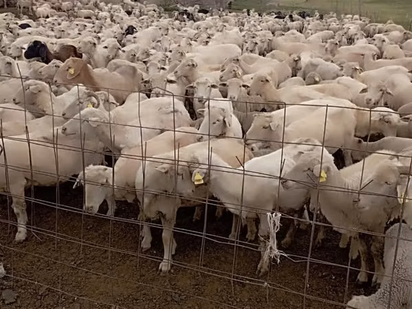 भेड़, Merino sheep