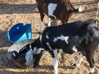 Goat, Beetal goats — photo 1