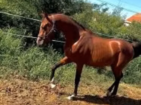 Адуу, Arabian horse