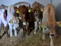 Cattle (batch, sex not specified), Simmental cattle — photo 4