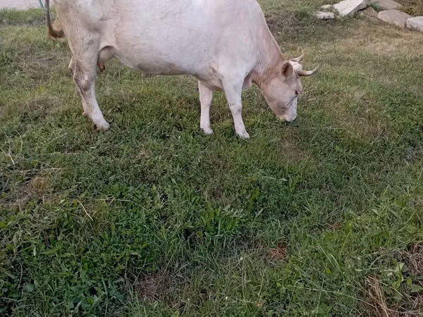 Cow, Cattle