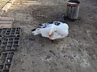 Ducks — Foto 3