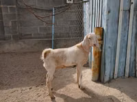 Ямаа, Kamori goats — 1 зураг