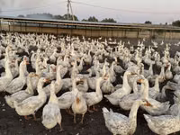 Geese — फ़ोटो 8